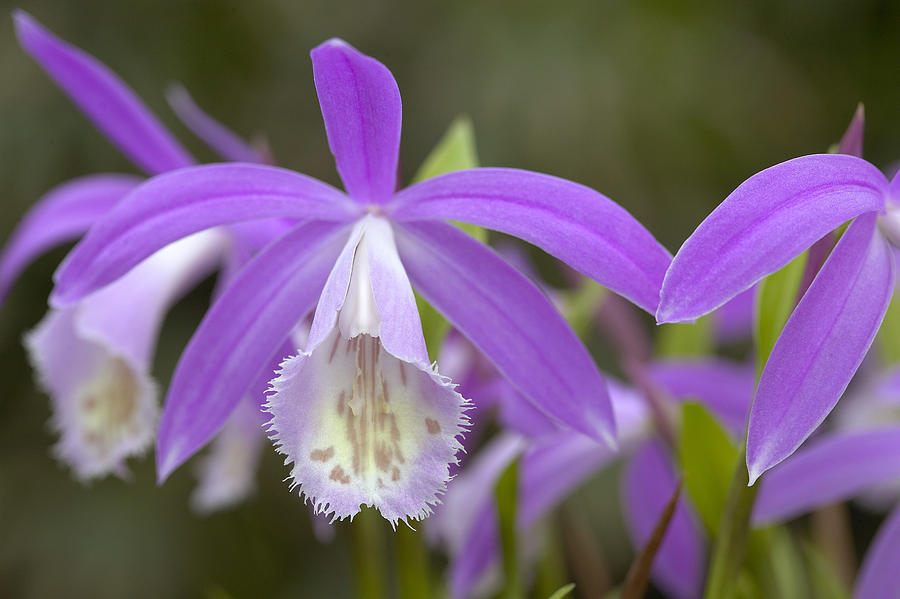 Rare, Unusual and Exclusive Flower Bulbs