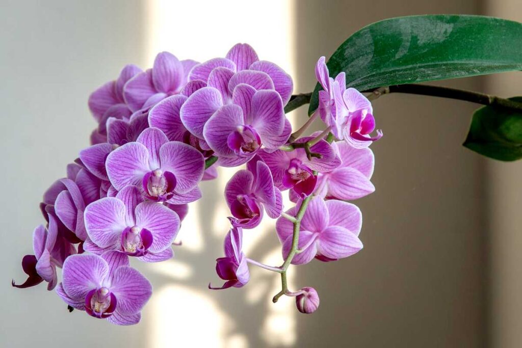 Maintenance Of The Phalaenopsis Orchid: Watering, Repotting, Fertilizer