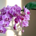 Maintenance Of The Phalaenopsis Orchid: Watering, Repotting, Fertilizer