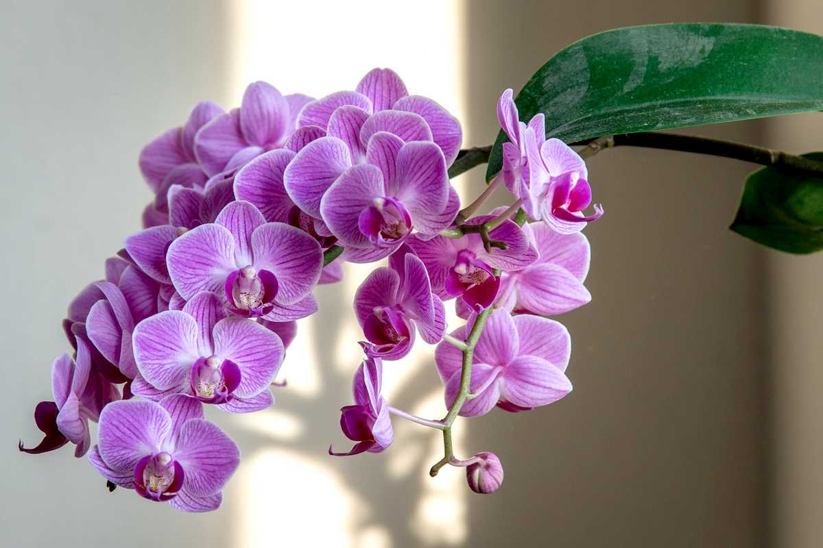 Maintenance Of The Phalaenopsis Orchid: Watering, Repotting, Fertilizer