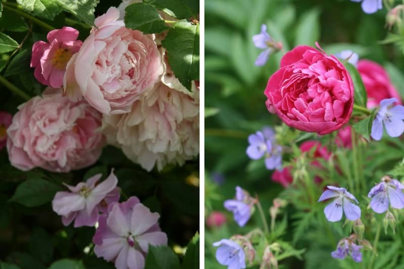 Tips and Information About Peonies to Help You Get The Best Results