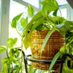 How To Repot A Green Plant