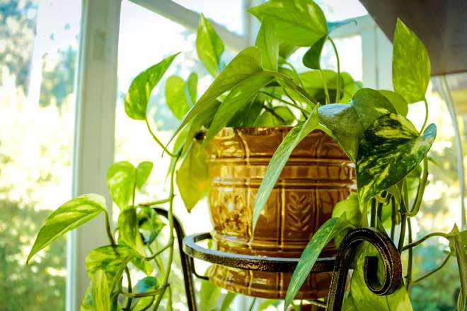 How To Repot A Green Plant