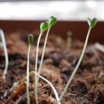 My Seedlings are Spinning… Why?