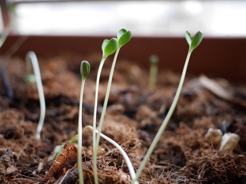 My Seedlings are Spinning… Why?