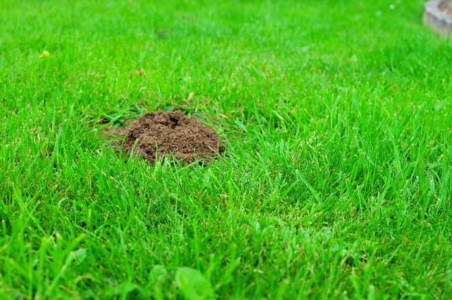 10 Lawn Diseases Explained