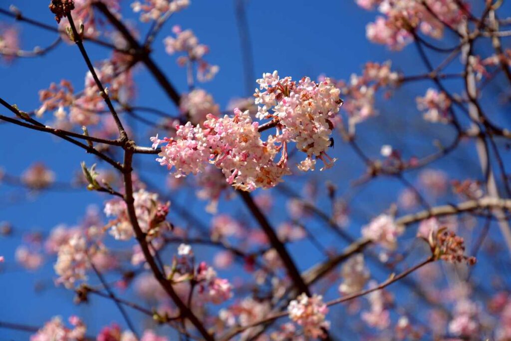 Viburnum bodnantense, the highly fragrant winter viburnum