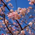 Viburnum bodnantense, the highly fragrant winter viburnum