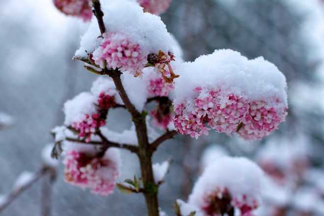 Viburnum bodnantense, the highly fragrant winter viburnum