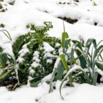 The Ultimate Guide to Growing Winter Vegetables