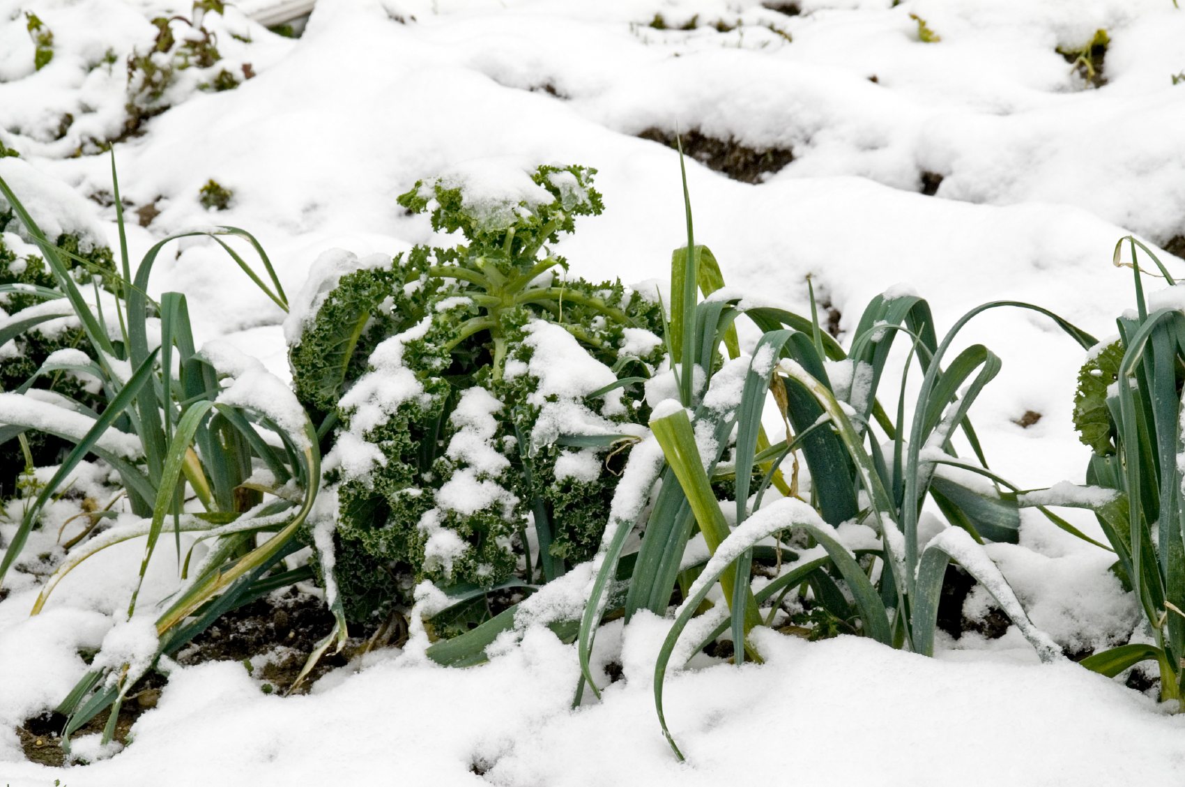 The Ultimate Guide to Growing Winter Vegetables