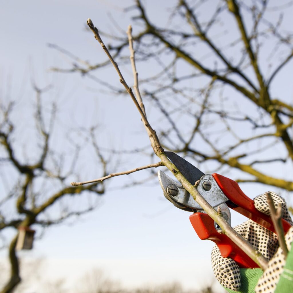 Winter Care For Fruit Trees