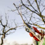 Winter Care For Fruit Trees