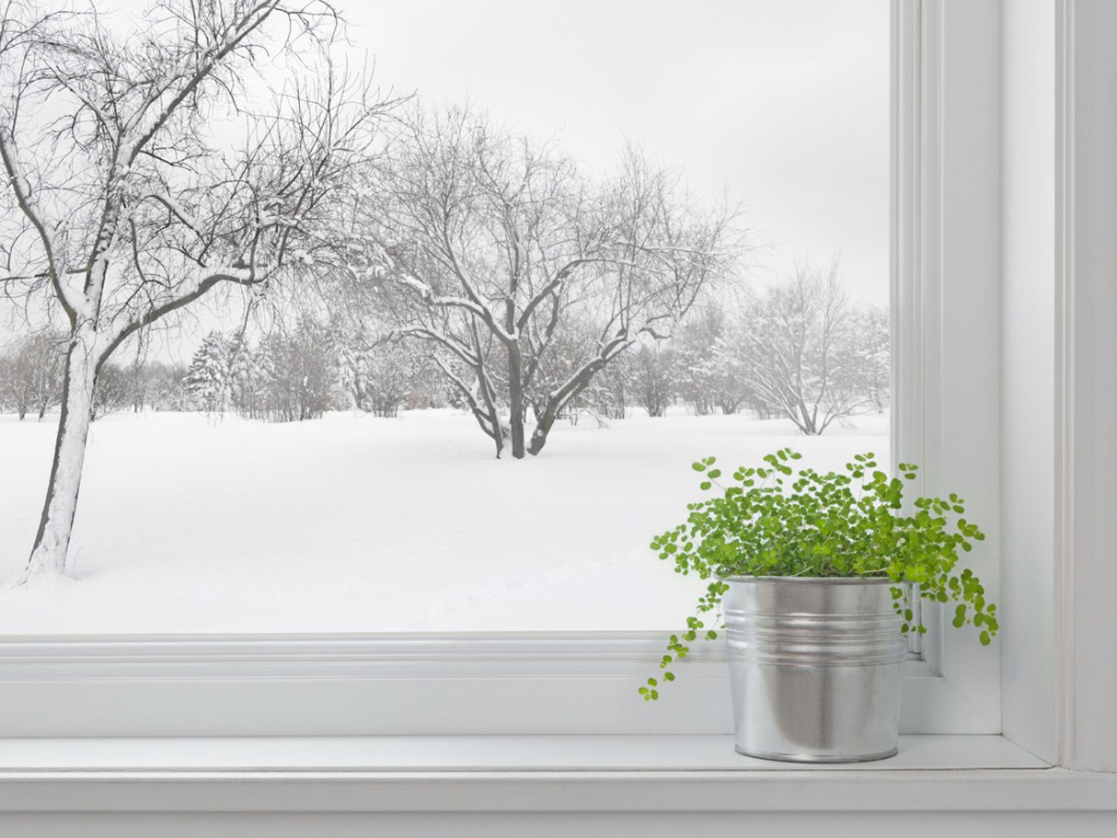 How to Make an Indoor Winter Garden for your Plants