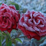 Rose Plants Care Tips and Hints During Winter