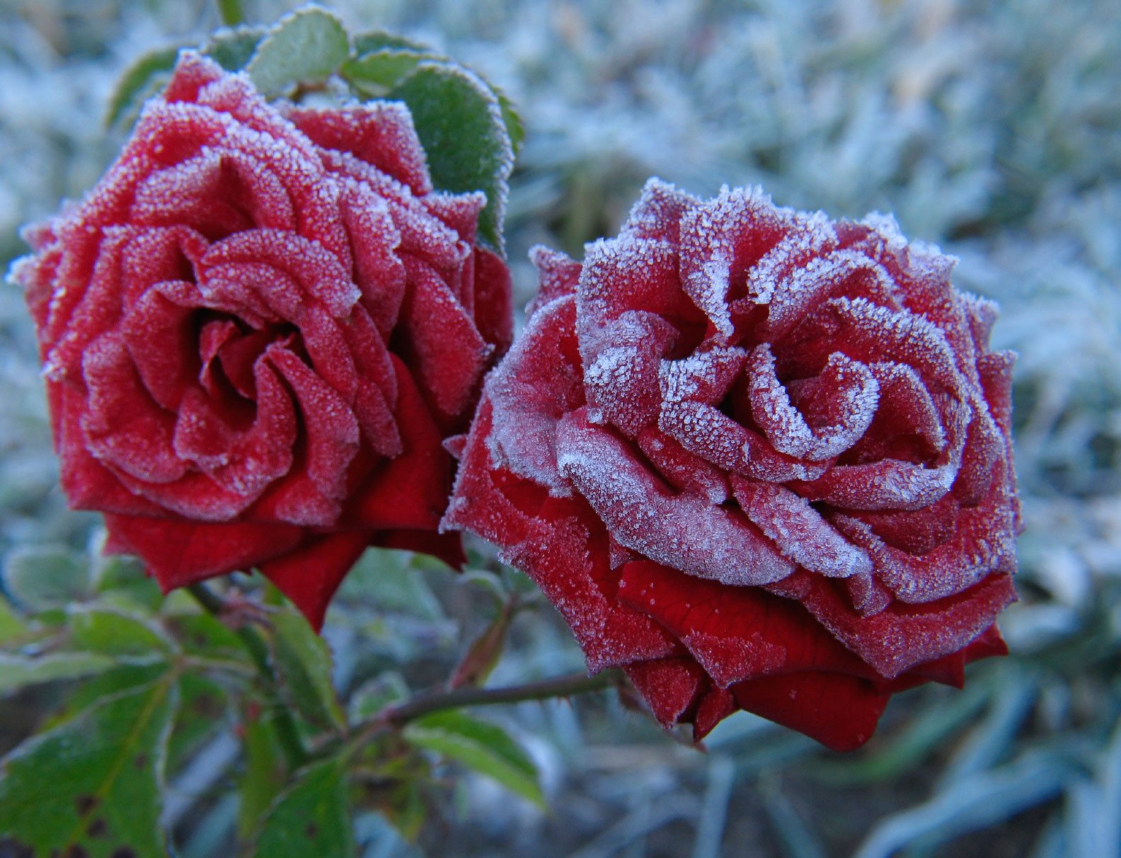 Rose Plants Care Tips and Hints During Winter