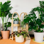 12 Gorgeous Indoor Plants That Won't Die