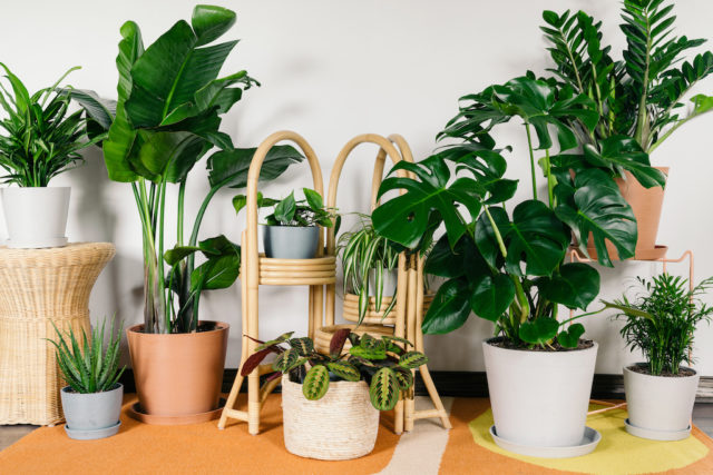 12 Gorgeous Indoor Plants That Won't Die