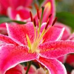 How To Plant, Grow, and Care for Asian lilies