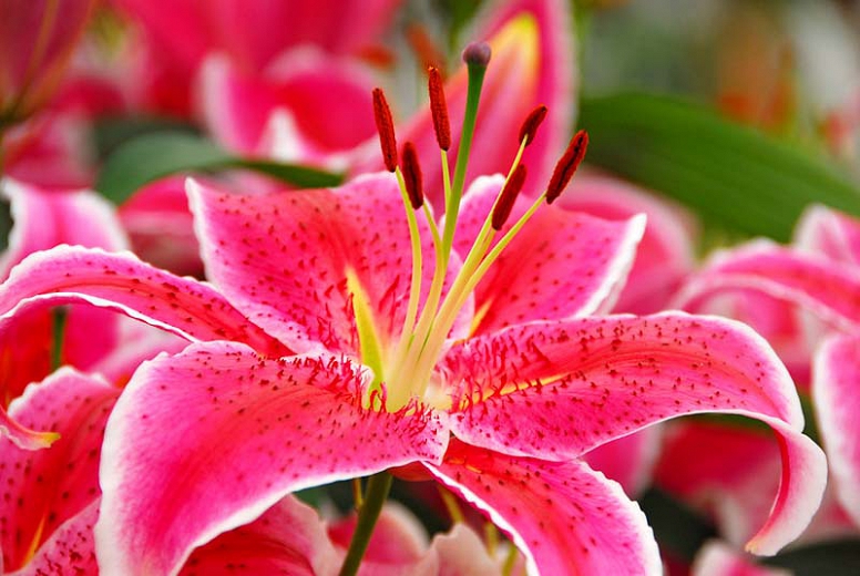 How To Plant, Grow, and Care for Asian lilies