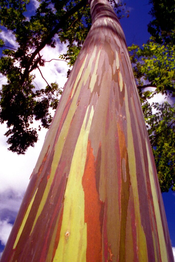 How To Grow Rainbow Eucalyptus