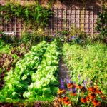 What You Should Do In The Vegetable Garden In February