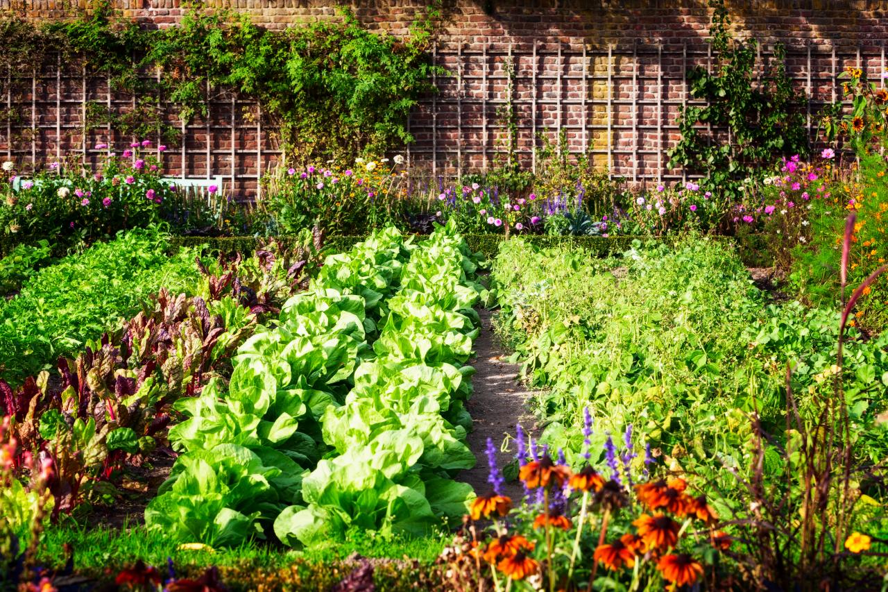 What You Should Do In The Vegetable Garden In February