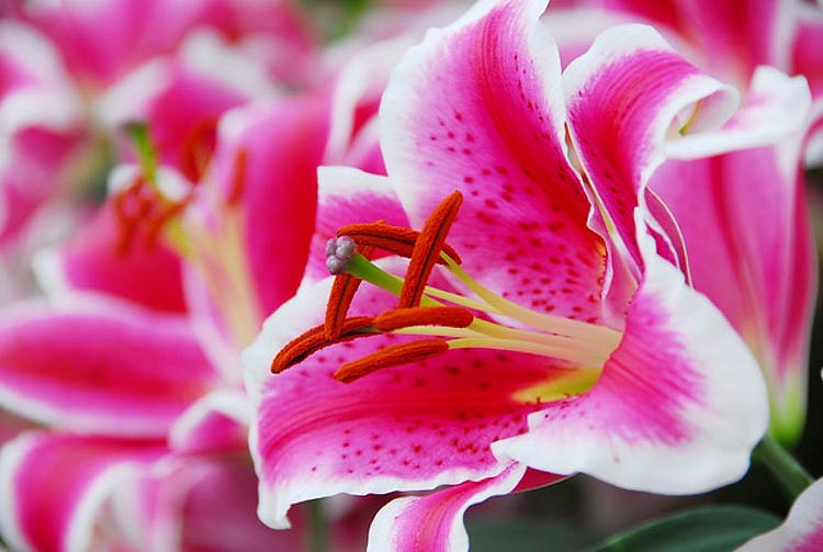 How To Plant, Grow, and Care for Asian lilies