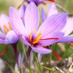 How To Plant and Grow for Saffron Crocus