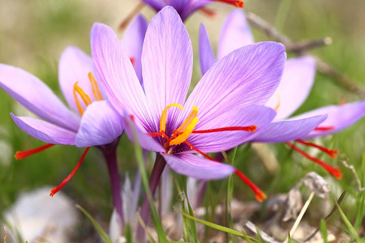 How To Plant and Grow for Saffron Crocus