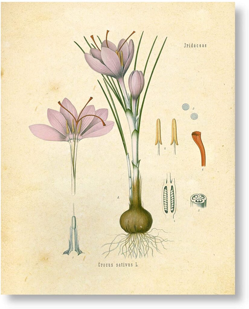 How To Plant and Grow for Saffron Crocus