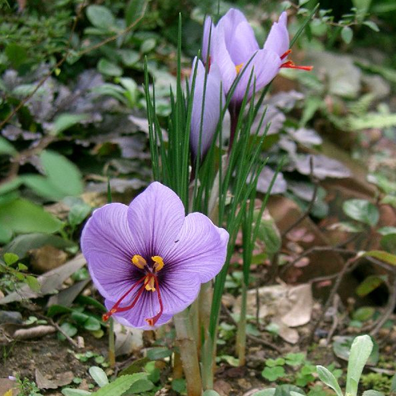 How To Plant and Grow for Saffron Crocus