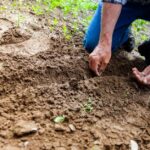 How to Plant Seeds : Simple Tips for Successful Sowing Seeds