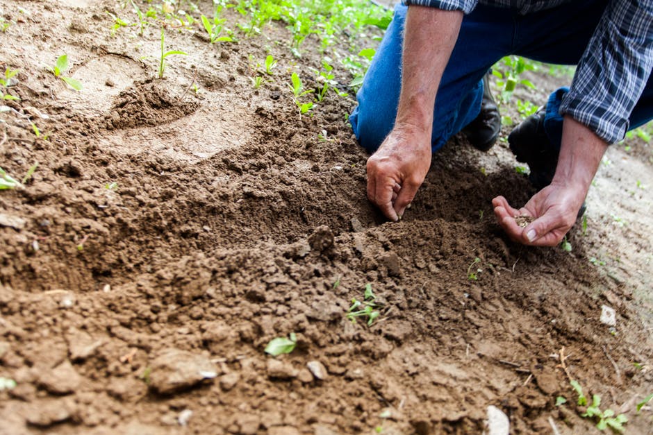 How to Plant Seeds : Simple Tips for Successful Sowing Seeds