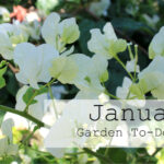 What You Should Do In The Garden In January