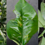 How To Recognize and Control Citrus Leafminer Damage