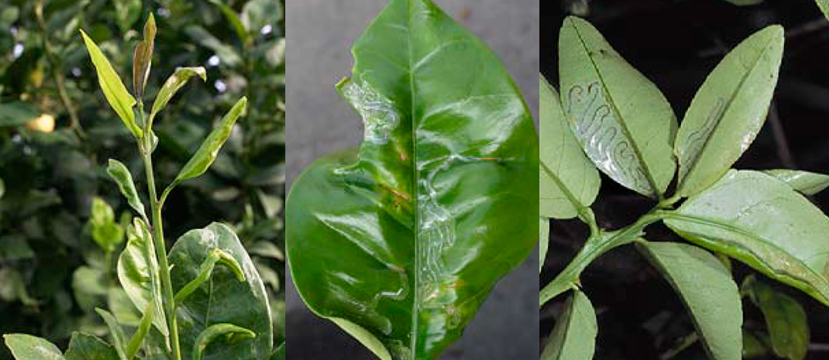 How To Recognize and Control Citrus Leafminer Damage