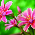 How To Grow and Care For Lewisia Cotyledon