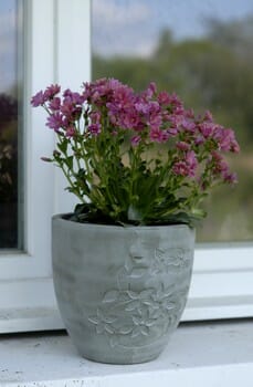 How To Grow and Care For Lewisia Cotyledon 