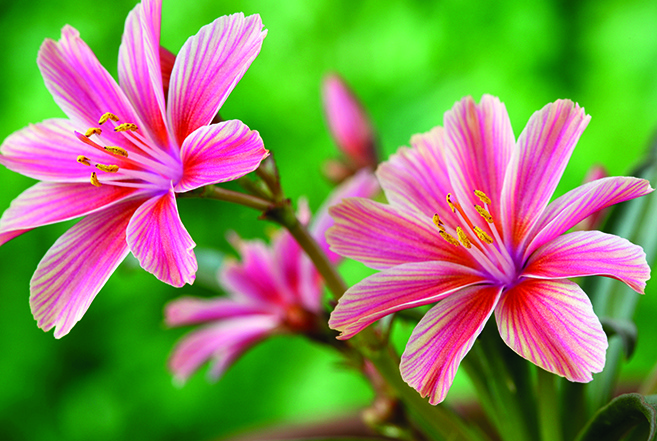 How To Grow and Care For Lewisia Cotyledon