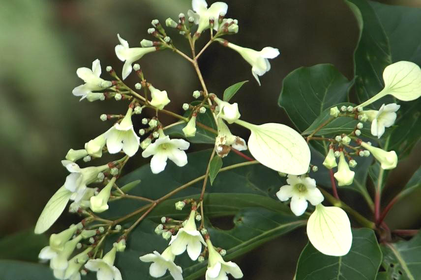 7 Of The Best Trees With White Flowers