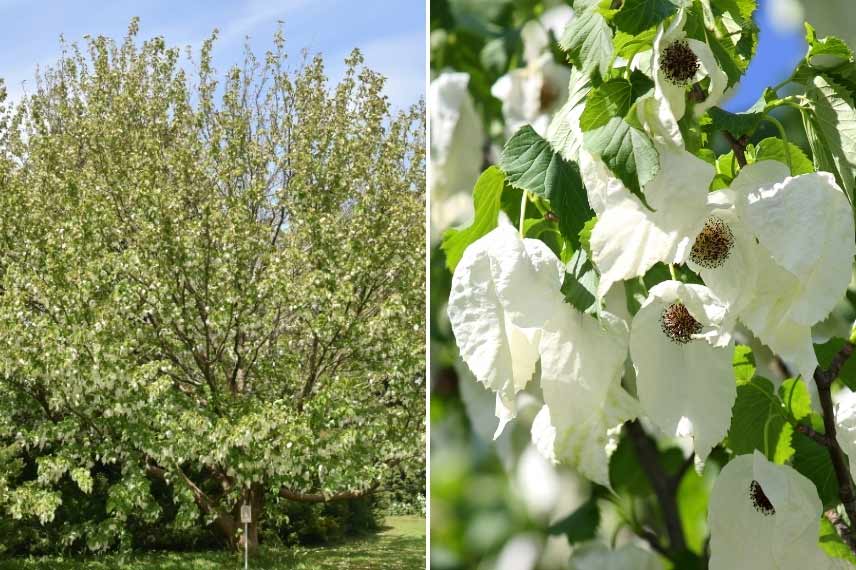 7 Of The Best Trees With White Flowers