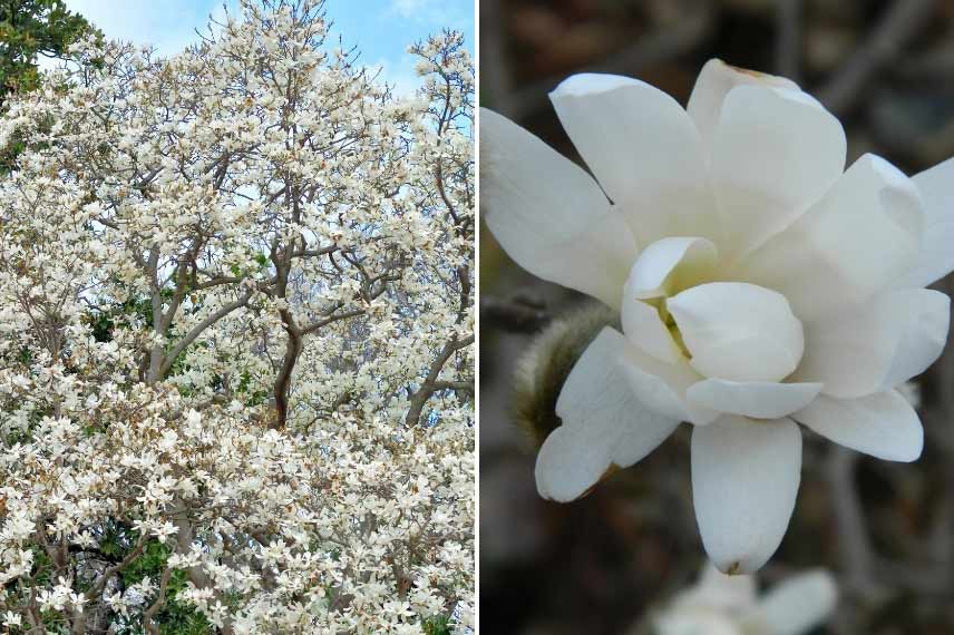 7 Of The Best Trees With White Flowers