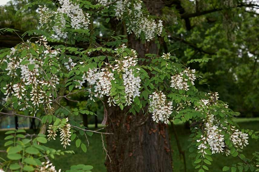 7 Of The Best Trees With White Flowers