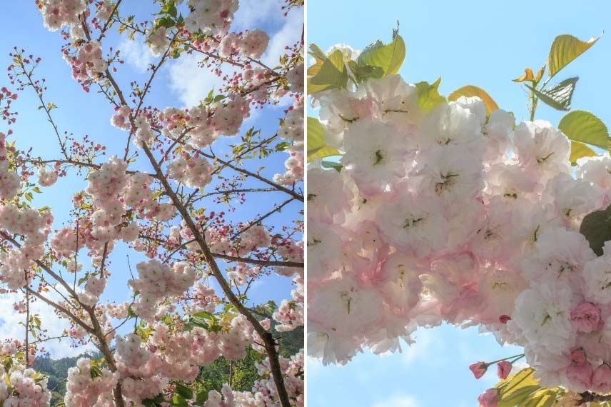 7 Of The Best Trees With White Flowers