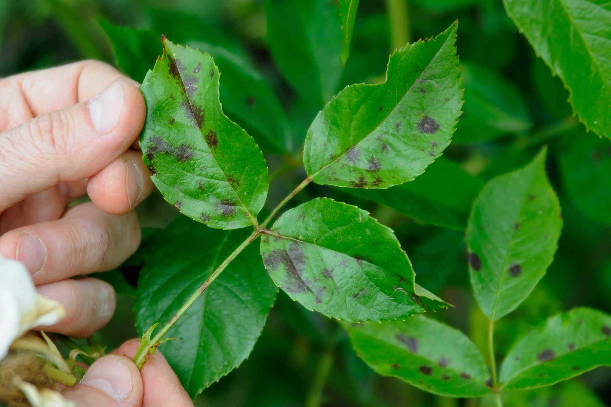 What is Stains on Rose and How to Control It in Your Garden