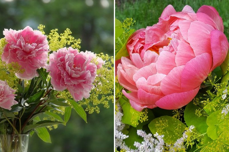 6 Tips For Making Beautiful Peony Bouquets