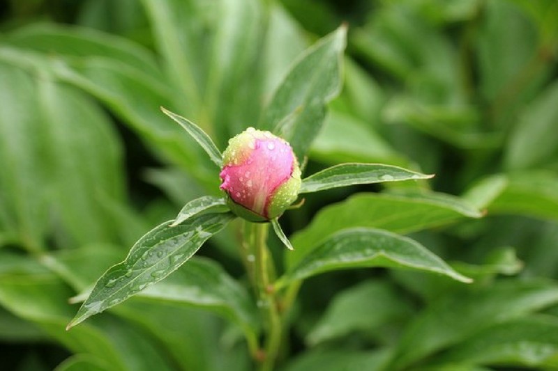 6 Tips For Making Beautiful Peony Bouquets