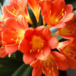 How To Help The Clivia To Prepare Its Beautiful Flowering?