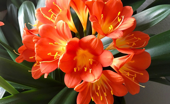 How To Help The Clivia To Prepare Its Beautiful Flowering?